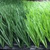 Cỏ nhân tạo sân bóng DAVM01 3 Cỏ nhân tạo sân bóng DAVM01