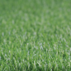 Cỏ nhân tạo sân vườn DA02 3 Cỏ nhân tạo sân vườn DA02